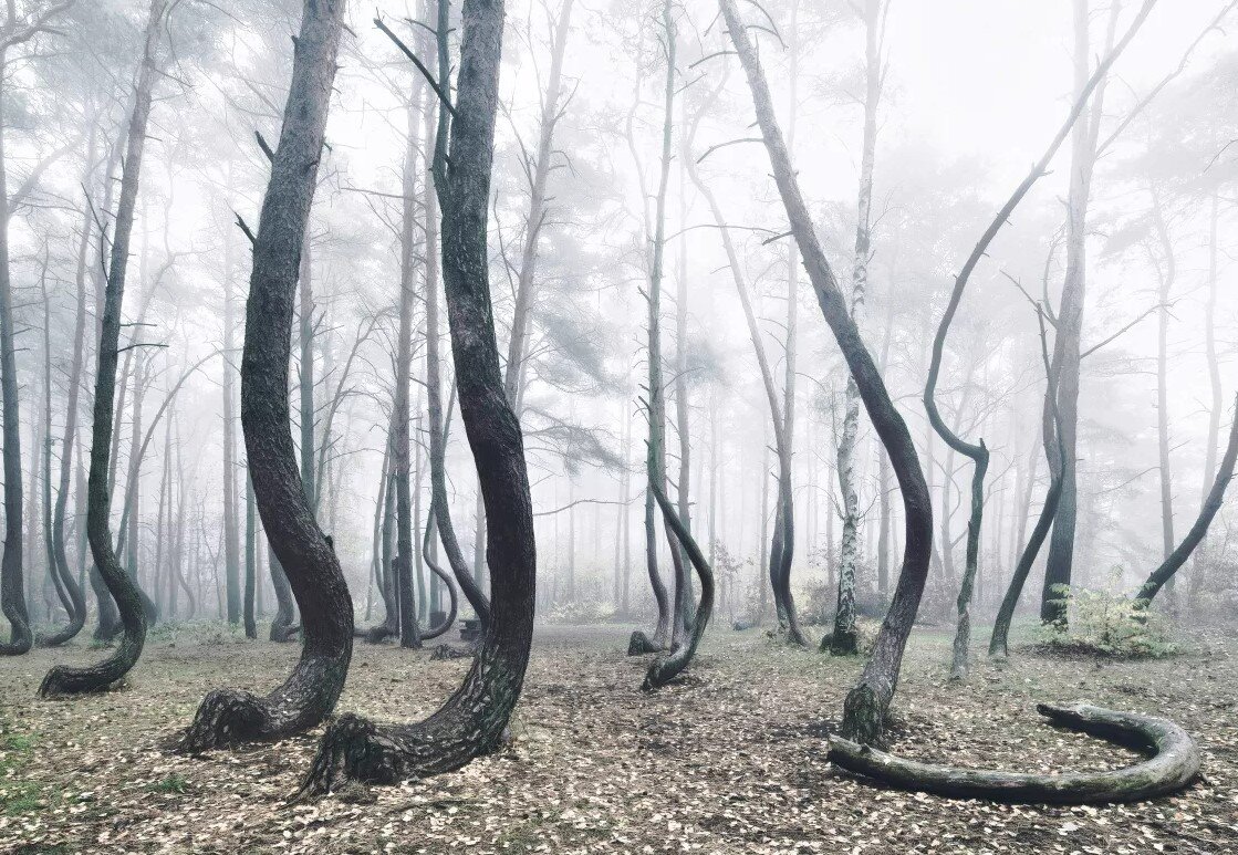 Странный лес - 400 согнутых деревьев — загадка природы
